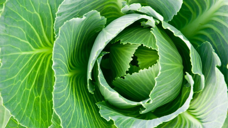 Dicas Infalíveis para Plantar Repolho e Ter uma Horta Sempre Farta