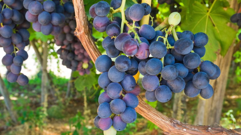 Plantar Uva - Créditos: depositphotos.com / stadnikov76