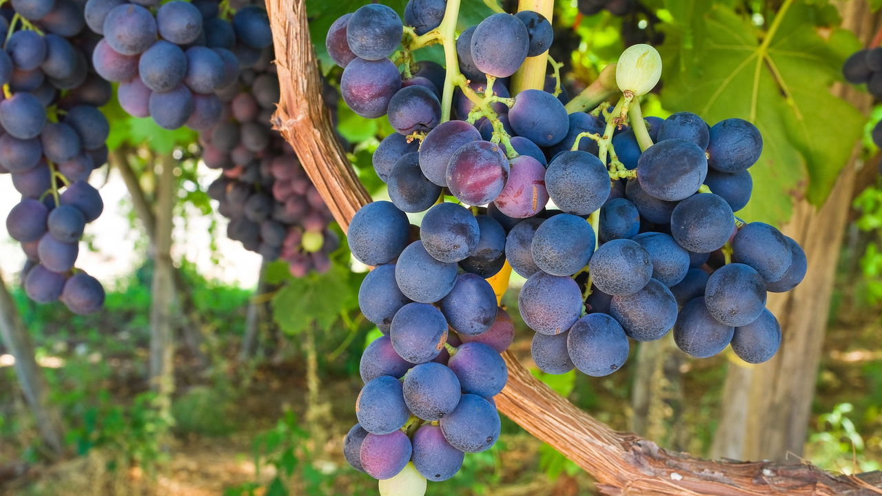 Plantar Uva - Créditos: depositphotos.com / stadnikov76