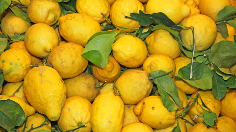 Passo a Passo para Produzir Limões Sicilianos de Forma Simples