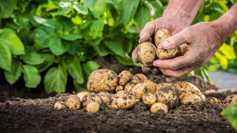 Dicas Infalíveis para Cultivar Batatas de Forma Simples