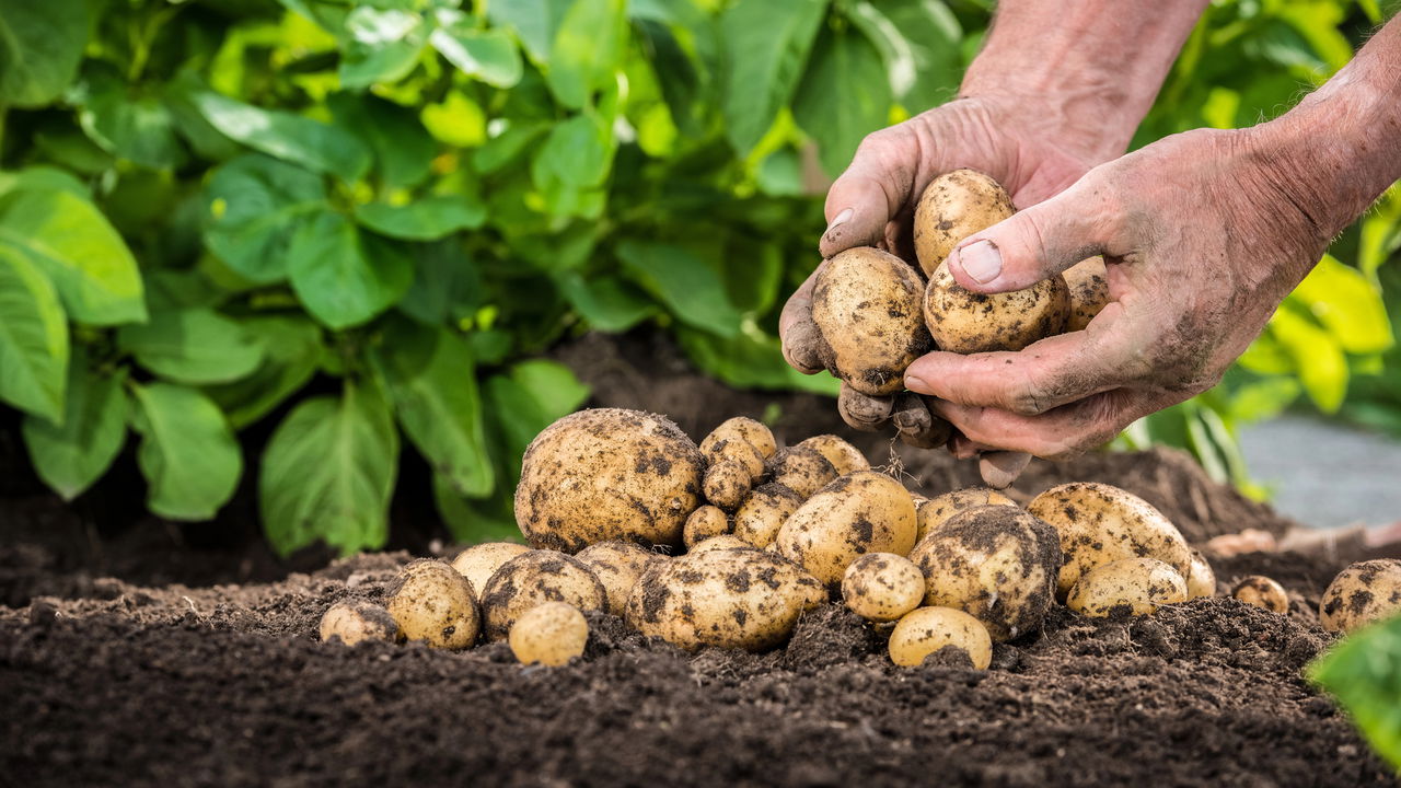Dicas Infalíveis para Cultivar Batatas de Forma Simples