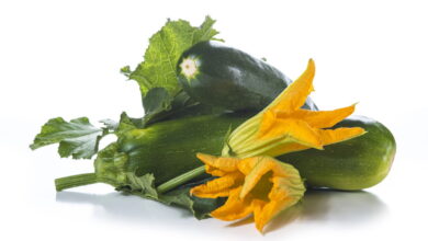 O Segredo para Plantar Abobrinha em Casa e Ter Hortaliças Sempre Frescas
