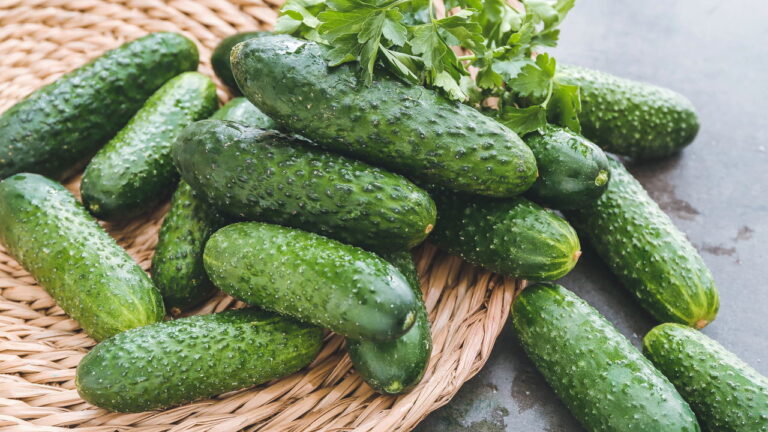 Plantar Pepino - Créditos: depositphotos.com / kzwwsko