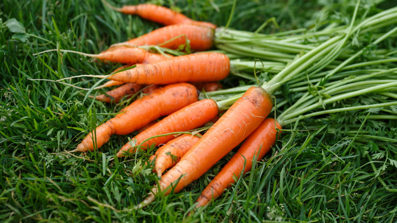 Como Plantar Cenoura - Créditos: depositphotos.com / maxsol7
