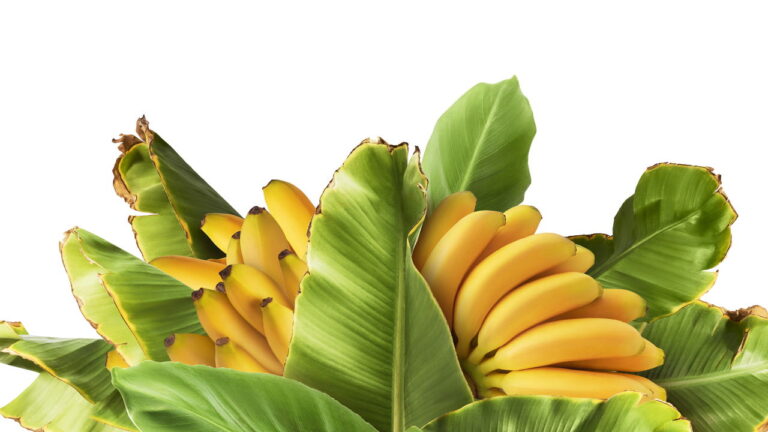 Plantar Banana - Créditos: depositphotos.com / AgaveStudio