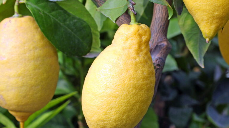 Passo a Passo para Produzir Limões Sicilianos de Forma Simples