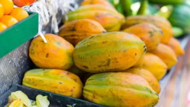 Como Plantar Mamão em Casa e Garantir Frutas o Ano Todo
